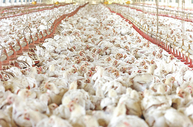 Calor e corte de energia matam 40 mil frangos